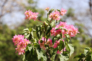 Fototapeta premium pink flowers in the garden