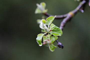 Fototapeta premium first spring tender apple leaves after rain on a blurred background