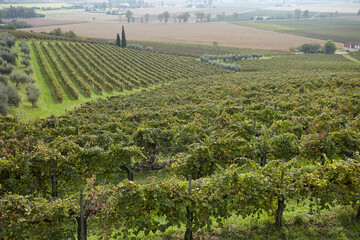 Fototapeta na wymiar Vineyard in Roncade Veneto country
