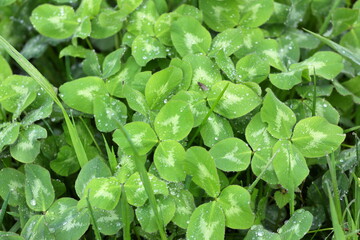 spring bright green clover leaves after rain