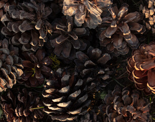 tree cones