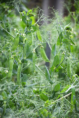 Fresh pods of green peas in the vegetable garden after the rain close-up. Young green peas grow in the ground.