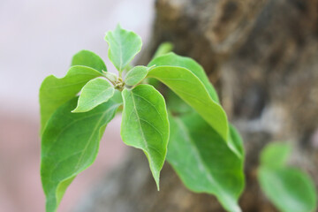 close up of a leaf