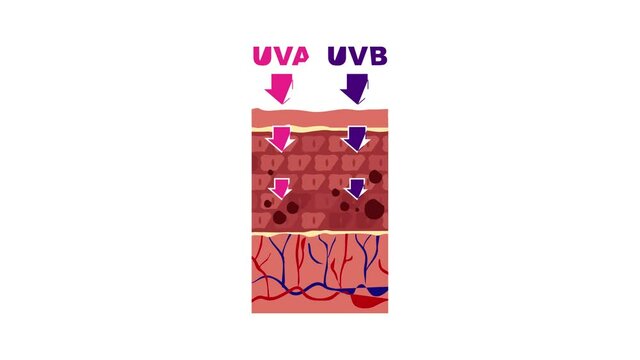 Uva uvb skin action icon animation