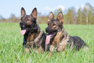 two purebred German shepherds lie in green grass