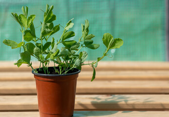 pea seedlings