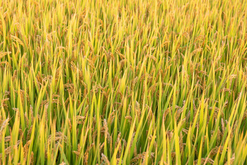 Golden rice field harvest in autumn