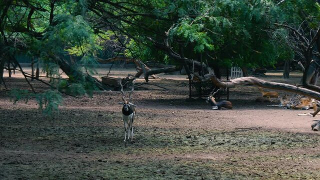 Blackbucks at zoo