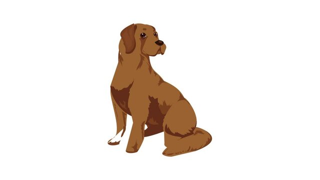 Brown labrador icon animation