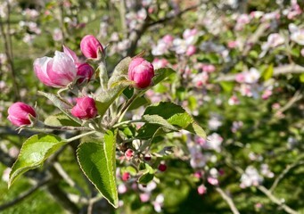 fleurs blanche de pommier dans le jardin au printemps