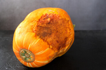 Fashion ugly organic pumpkin. Deformed orange pumpkin with a damaged, ugly skin. Horizontal...