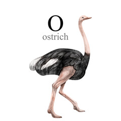 Watercolor illustration of the ostrich on white background. Cute animal alphabet series A-Z