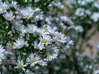 Close up Marguerite Daisy flower.