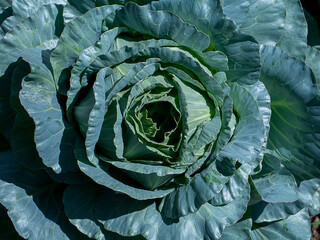 close-up of fresh cabbage in the vegetable garden