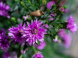 Close up Marguerite Daisy flower.