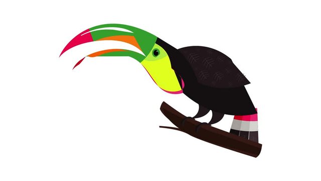 Funny toucan icon animation