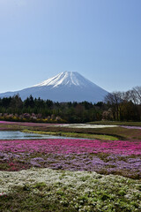 A lot of flowers are blooming there