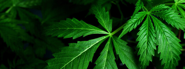medical indica leaves,marijuana plant background closeup