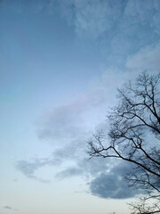 Obraz na płótnie Canvas tree and sky