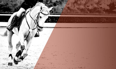 Horse and rider, black and white banner or header, billboard, duo tone, red. Beautiful white horse...