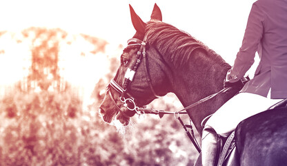 Fototapeta na wymiar Horse and rider in uniform performing jump at show jumping competition, duotone, black abd white. Equestrian sport background.Beautiful horse portrait during dressage competition. Selective focus.