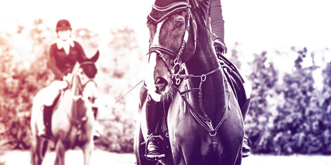 Black dressage horse and rider in uniform performing jump at show jumping competition, duotone,...