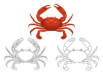 The crab is drawn in three styles.  Engraving, sketch for menu, restaurant, seafood.  Icon, sticker, design element