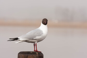 Mewa