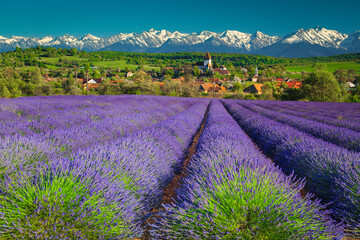 Hosman village with lavender plantation and snowy mountains, Transylvania, Romania