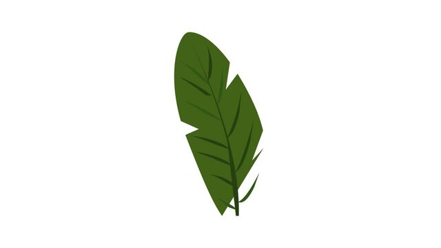 Banana leaf icon animation