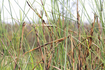 bird in the grass