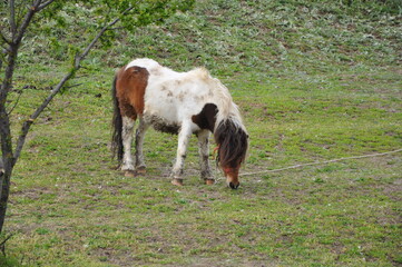 poney in the field