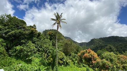 Fototapeta na wymiar Karibik Insel Dominica