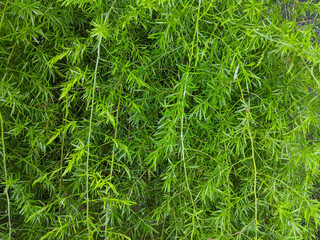 Ekor tupai plant or asparagus densiflorus sprengeri, asparagus fern texture background