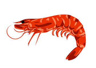 Red boiled shrimp or tiger prawns isolated on a white background as a package design element. Image for a menu of fish restaurants, for packaging in markets and in stores. Vector illustration.
