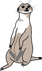 Erdmännchen (Illustration)