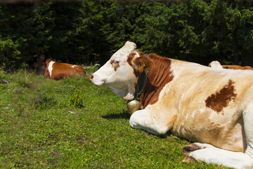 White and brown cow on the green grass meadow in Alpine mountains, Austria
