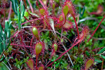 rundbl&auml;ttriger Sonnentau