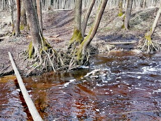 stream in the forest