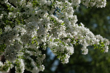 FU 2020-04-21 Blüte 183 Baum mit weißen Blüten