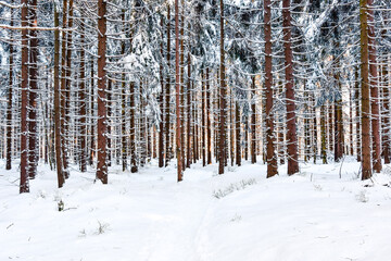 Snow-covered tree trunks lit by the rays of the sun in a dense forest.