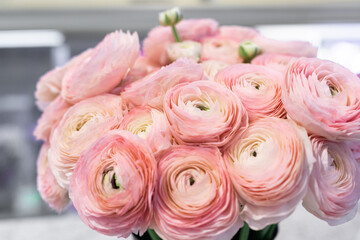 A bouquet of flowering pink ranunculus. Garden buttercup. Lush flower buds.