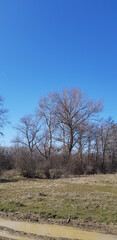 trees in the field