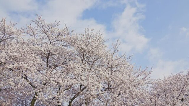 黒沢川の桜並木と雲のタイムラプス