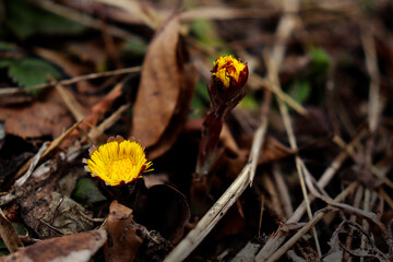 Coltsfoot in a bavarian forest in spring