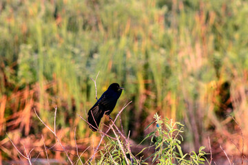 red winged black bird in swamp
