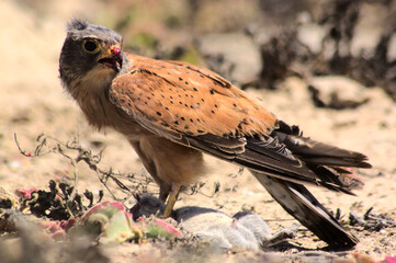 Rock Kestrel Falcon Falco rupicolus with mouse