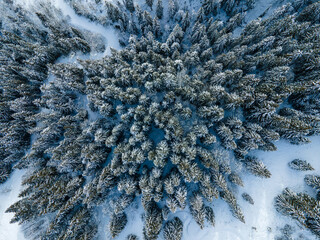 Vue aérienne d'une forêt enneigée dans les Alpes - obrazy, fototapety, plakaty