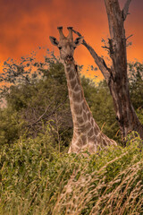 This adult rothschild giraffe (Giraffa camelopardalis rothschildi) is seen walking through open grassland.