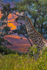 This adult rothschild giraffe (Giraffa camelopardalis rothschildi) is seen walking through open grassland.